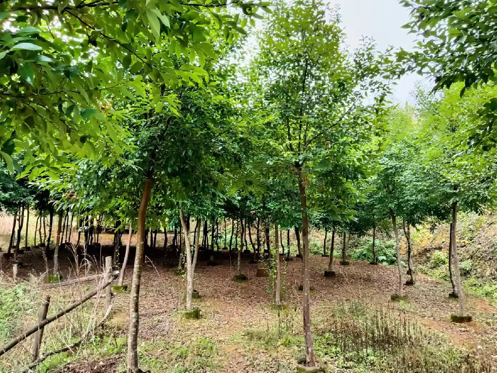 香葉樹