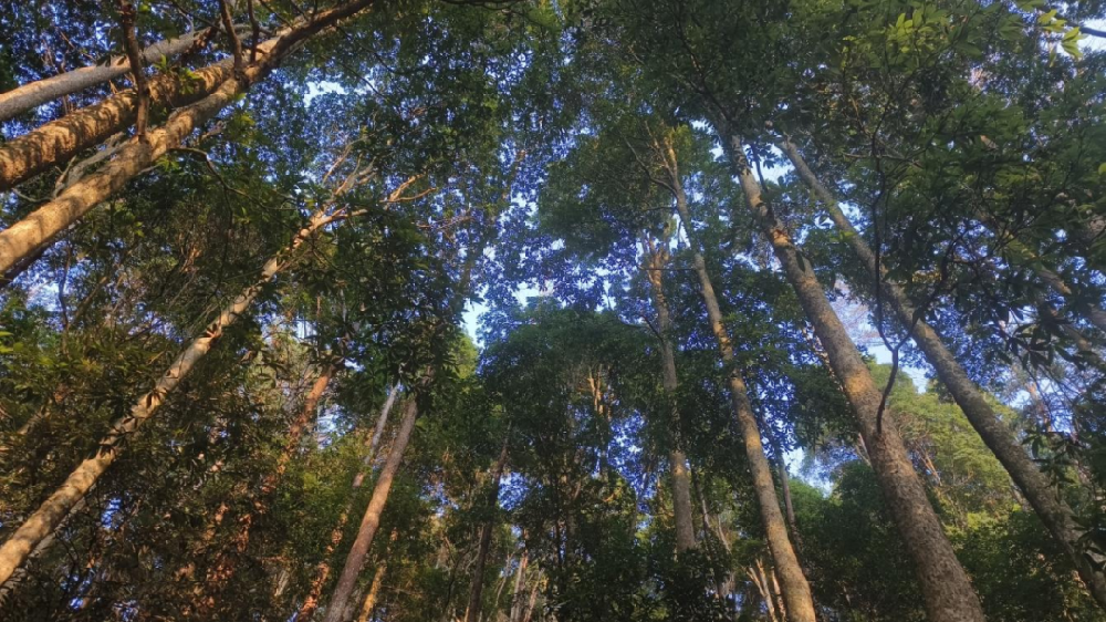 《林木科普》第三期：看一縷楠香，如何穿越歷史煙云，訴說人與森林共生的智慧與責任