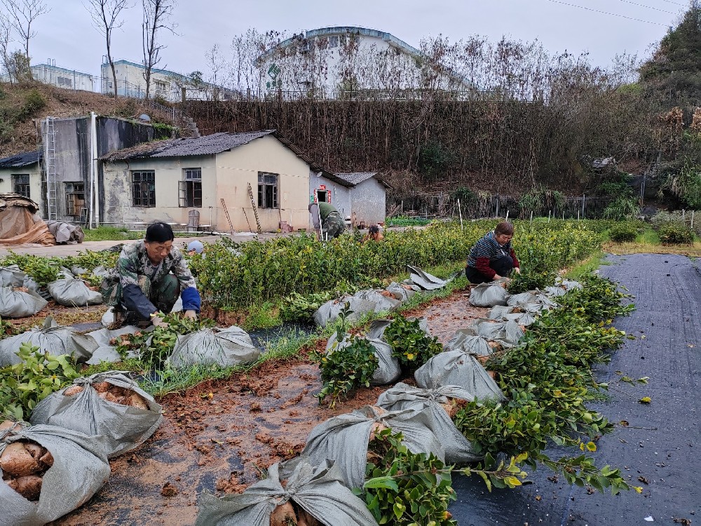 【沖刺開門紅】種苗中心節(jié)日管護(hù)“不打烊” 復(fù)產(chǎn)銷售“勢頭旺”